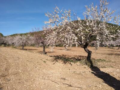 Cortijo en Bullas, Murcia